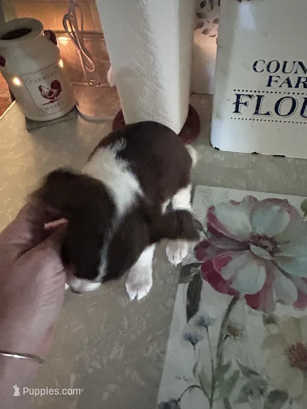 Rozz – Beagle, Shih Tzu puppy for sale in Bethel, PA