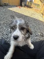 Shaggy, a male Beagle for sale in Bethel, PA – Photo 2 of 2