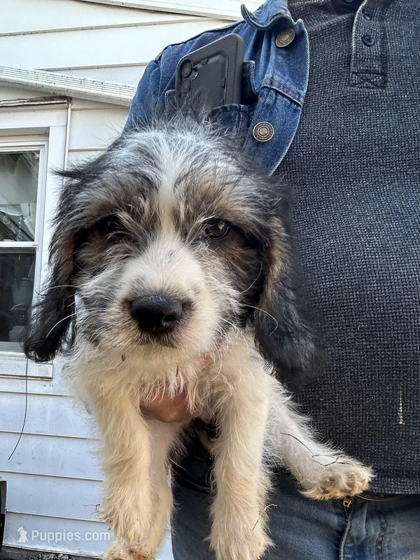 Shaggy – Beagle puppy for sale in Bethel, PA