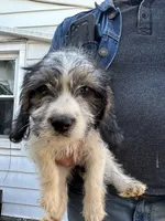 Shaggy, a male Beagle for sale in Bethel, PA – Photo 1 of 2