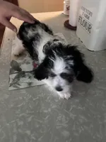 Uno, a male Beagle and Shih Tzu for sale in Bethel, PA – 1 of 3