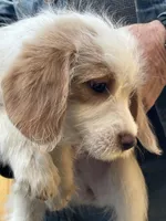 Fox, a female Beagle and Shih Tzu for sale in Bethel, PA – Photo 3 of 4