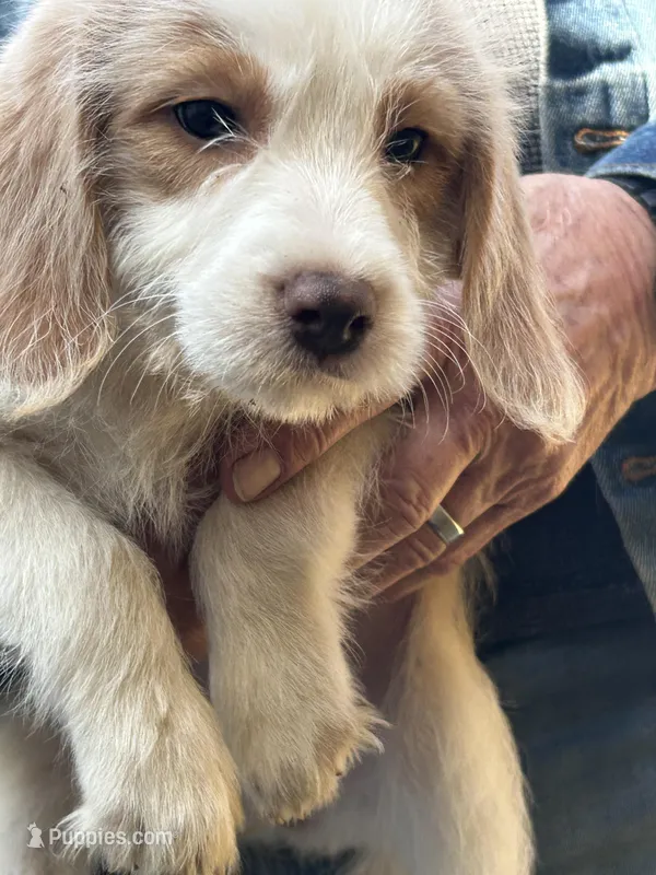 Fox, a female Beagle and Shih Tzu for sale in Bethel, PA – Photo 1 of 4