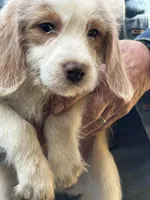 Fox, a female Beagle and Shih Tzu for sale in Bethel, PA – Photo 1 of 4