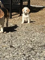 Fox, a female Beagle and Shih Tzu for sale in Bethel, PA – Photo 4 of 4