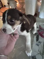 Rozz, a female Beagle and Shih Tzu for sale in Bethel, PA – 3 of 3