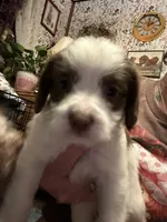 Leah, a female Maltese and Shih Tzu for sale in Bethel, PA – 2 of 4