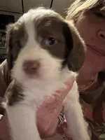 Cocoa, a female Maltese and Shih Tzu for sale in Bethel, PA – 2 of 3
