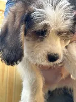 Kirby, a male Beagle and Shih Tzu for sale in Bethel, PA – Photo 3 of 3