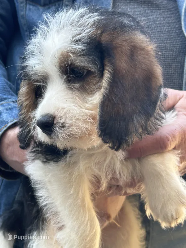 Kirby – Beagle, Shih Tzu puppy for sale in Bethel, PA