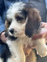 Kirby, a male Beagle and Shih Tzu for sale in Bethel, PA – Photo 1 of 3