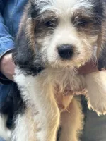 Kirby, a male Beagle and Shih Tzu for sale in Bethel, PA – Photo 2 of 3