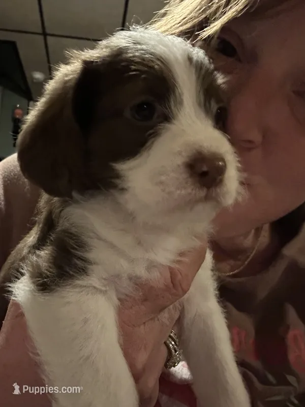 Cocoa – Maltese, Shih Tzu puppy for sale in Bethel, PA