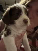 Cocoa, a female Maltese and Shih Tzu for sale in Bethel, PA – 1 of 3