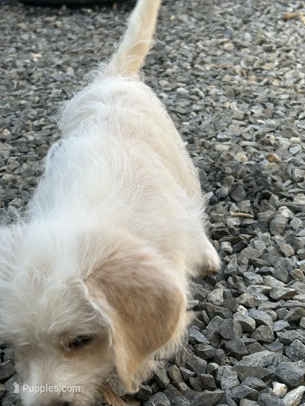 Willow – Beagle puppy for sale in Bethel, PA