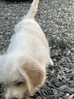 Willow, a female Beagle for sale in Bethel, PA – Photo 1 of 7