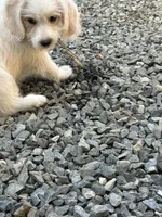 Willow, a female Beagle for sale in Bethel, PA – Photo 7 of 7