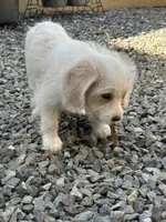 Willow, a female Beagle for sale in Bethel, PA – Photo 3 of 7