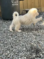 Willow, a female Beagle for sale in Bethel, PA – Photo 4 of 7