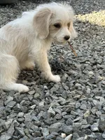 Willow, a female Beagle for sale in Bethel, PA – Photo 5 of 7