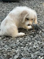 Willow, a female Beagle for sale in Bethel, PA – Photo 6 of 7