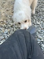 Willow, a female Beagle for sale in Bethel, PA – Photo 2 of 7