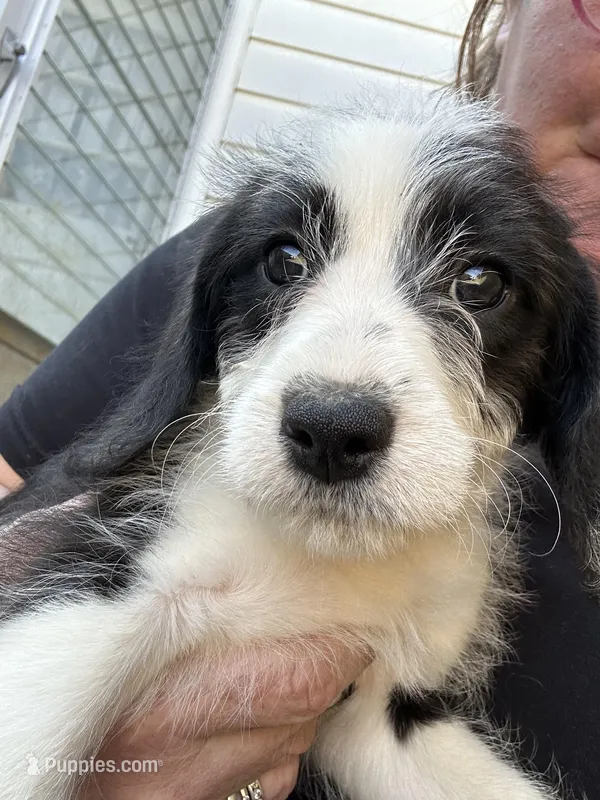 Karyn – Beagle, Poodle - Miniature  puppy for sale in Bethel, PA