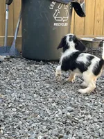 Karyn, a female Beagle and Poodle - Miniature  for sale in Bethel, PA – Photo 3 of 4