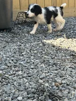 Karyn, a female Beagle and Poodle - Miniature  for sale in Bethel, PA – Photo 4 of 4