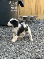 Karyn, a female Beagle and Poodle - Miniature  for sale in Bethel, PA – Photo 2 of 4