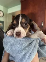 Rozz, a female Beagle and Shih Tzu for sale in Bethel, PA – 2 of 3