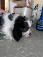 Uno, a male Beagle and Shih Tzu for sale in Bethel, PA – 2 of 3