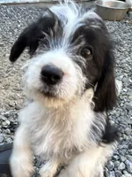 Otto, a male Beagle and Shih Tzu for sale in Bethel, PA – Photo 4 of 4