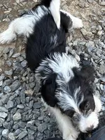 Otto, a male Beagle and Shih Tzu for sale in Bethel, PA – Photo 3 of 4