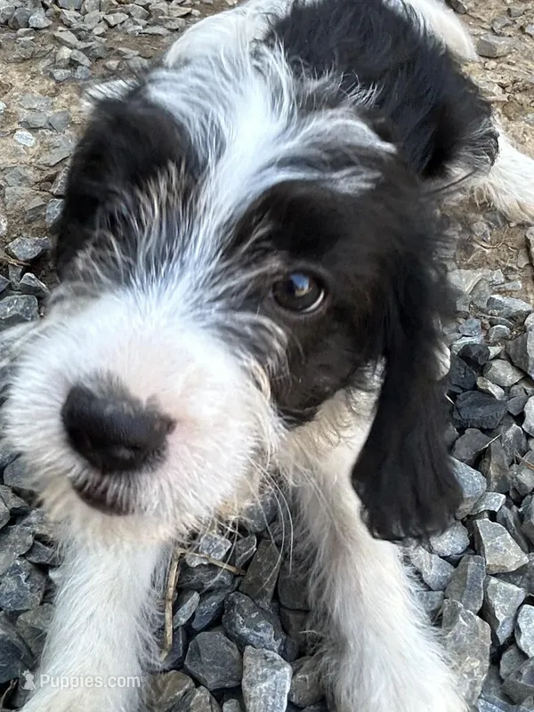 Otto – Beagle, Shih Tzu puppy for sale in Bethel, PA