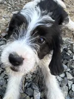 Otto, a male Beagle and Shih Tzu for sale in Bethel, PA – Photo 1 of 4