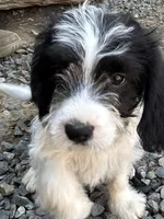 Otto, a male Beagle and Shih Tzu for sale in Bethel, PA – Photo 2 of 4