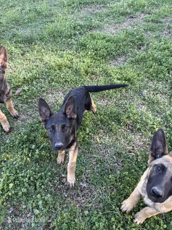 Locke – Belgian Malinois, German Shepherd Dog puppy for sale in Toney, AL