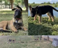 Locke, a male Belgian Malinois and German Shepherd Dog for sale in Toney, AL – Photo 2 of 2