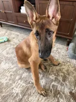 Storm, a female Belgian Malinois for sale in Huntington, IN – 2 of 2