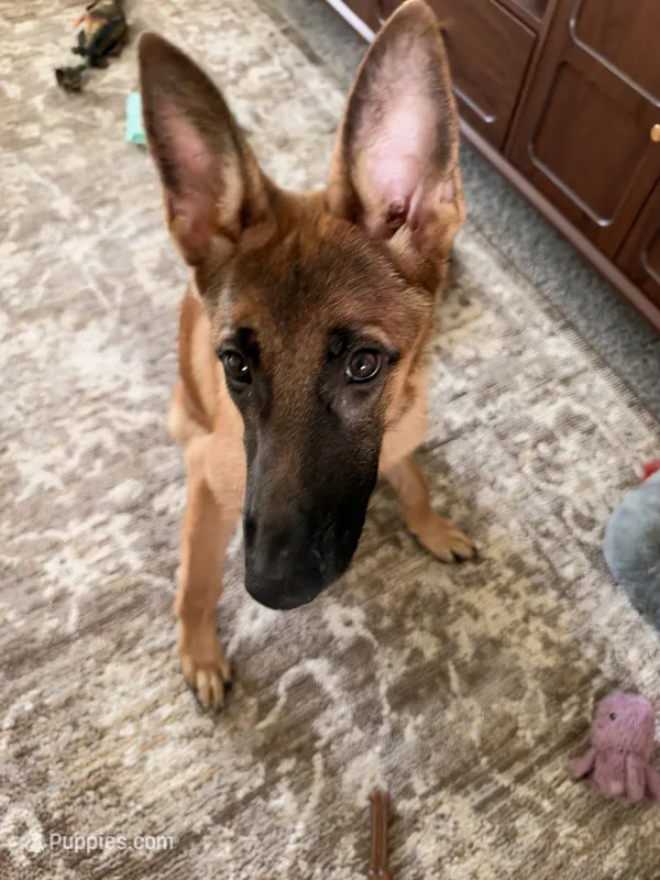 Storm – Belgian Malinois puppy for sale in Huntington, IN