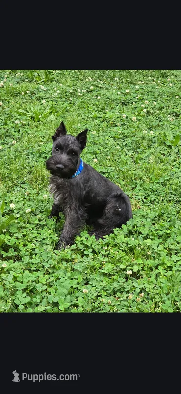 Akc Diesel **Potty trained*** – Miniature Schnauzer puppy for sale in Neosho, MO