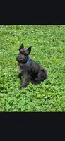 Akc Diesel **Potty trained***, a male Miniature Schnauzer for sale in Neosho, MO – 1 of 9