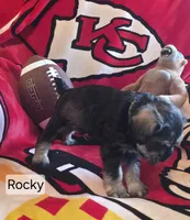 Akc Rocky, a male Miniature Schnauzer for sale in Neosho, MO – 4 of 6