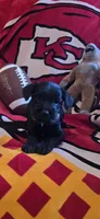 Akc Bella, a female Miniature Schnauzer for sale in Neosho, MO – 4 of 6