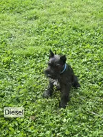 Akc Diesel, a male Miniature Schnauzer for sale in Neosho, MO – Photo 4 of 9