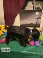 Akc Diesel, a male Miniature Schnauzer for sale in Neosho, MO – Photo 3 of 7
