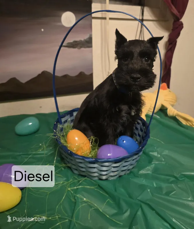 Akc Diesel – Miniature Schnauzer puppy for sale in Neosho, MO