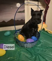 Akc Diesel, a male Miniature Schnauzer for sale in Neosho, MO – Photo 1 of 7