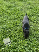 Akc Diesel, a male Miniature Schnauzer for sale in Neosho, MO – Photo 5 of 9